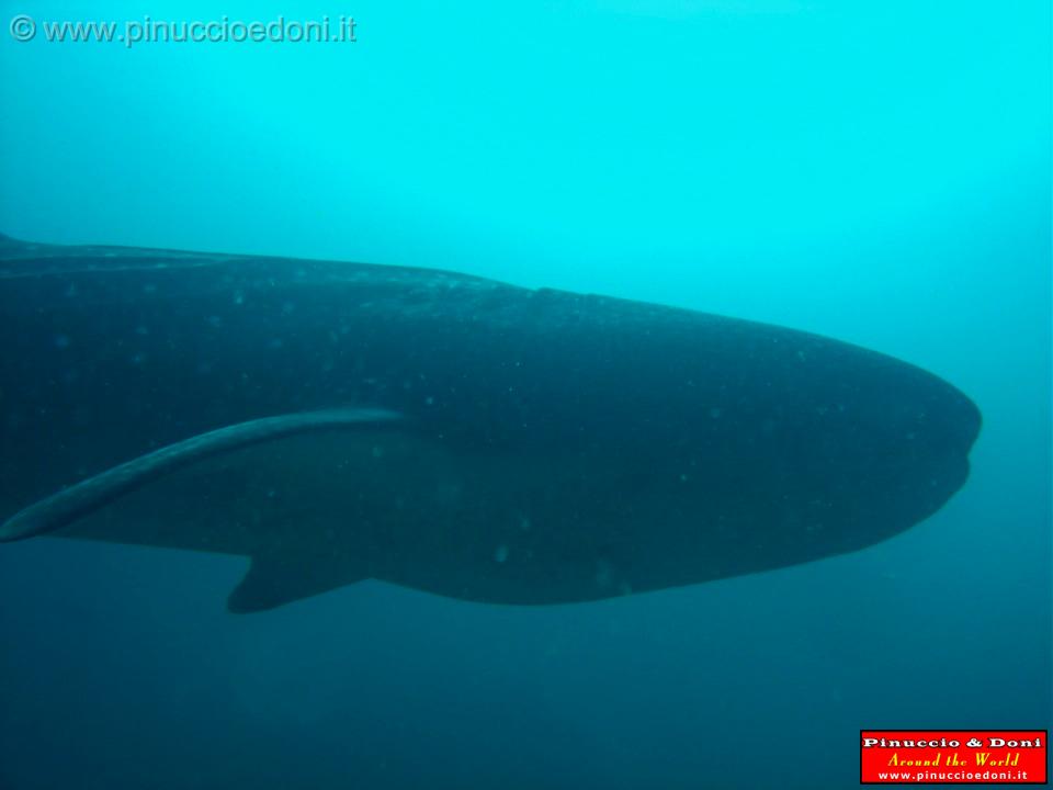 Djibouti - Pinuccio e Doni in immersione con Squalo Balena - 11.jpg
